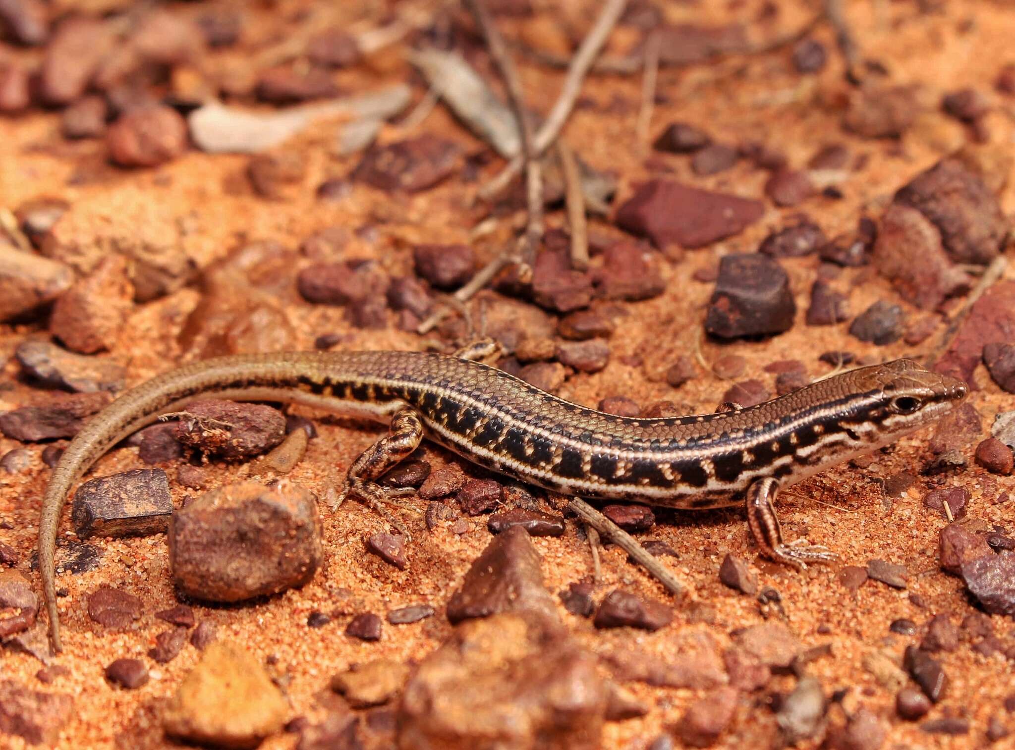 Слика од Ctenotus allotropis Storr 1981