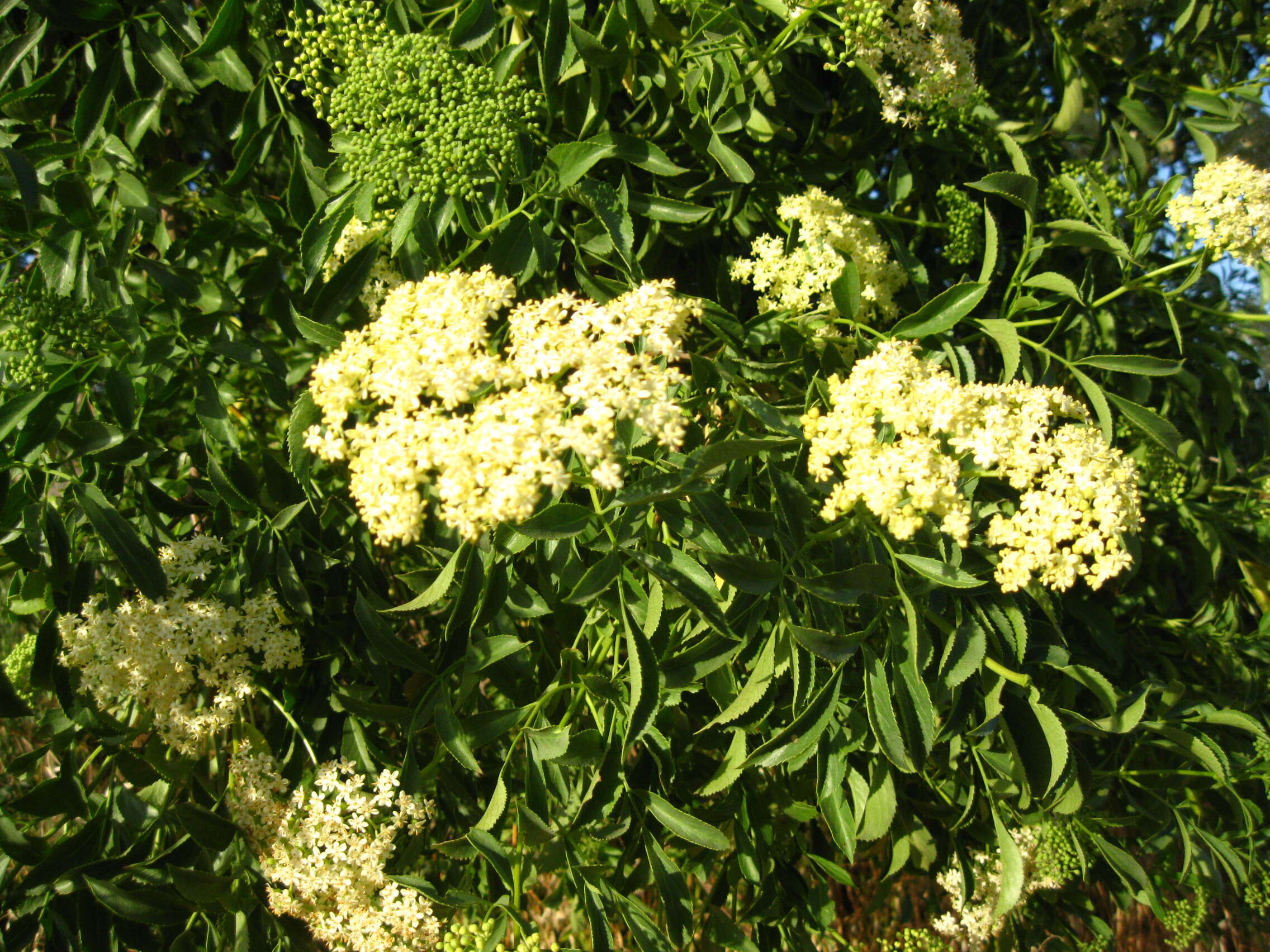 Image of Sambucus cerulea