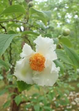 Imagem de Stewartia pseudocamellia Maxim.