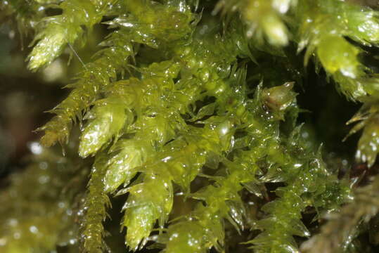 Слика од Eurhynchium striatum W. P. Schimper 1856