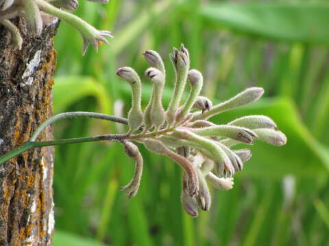 Image of Anigozanthos flavidus Redouté