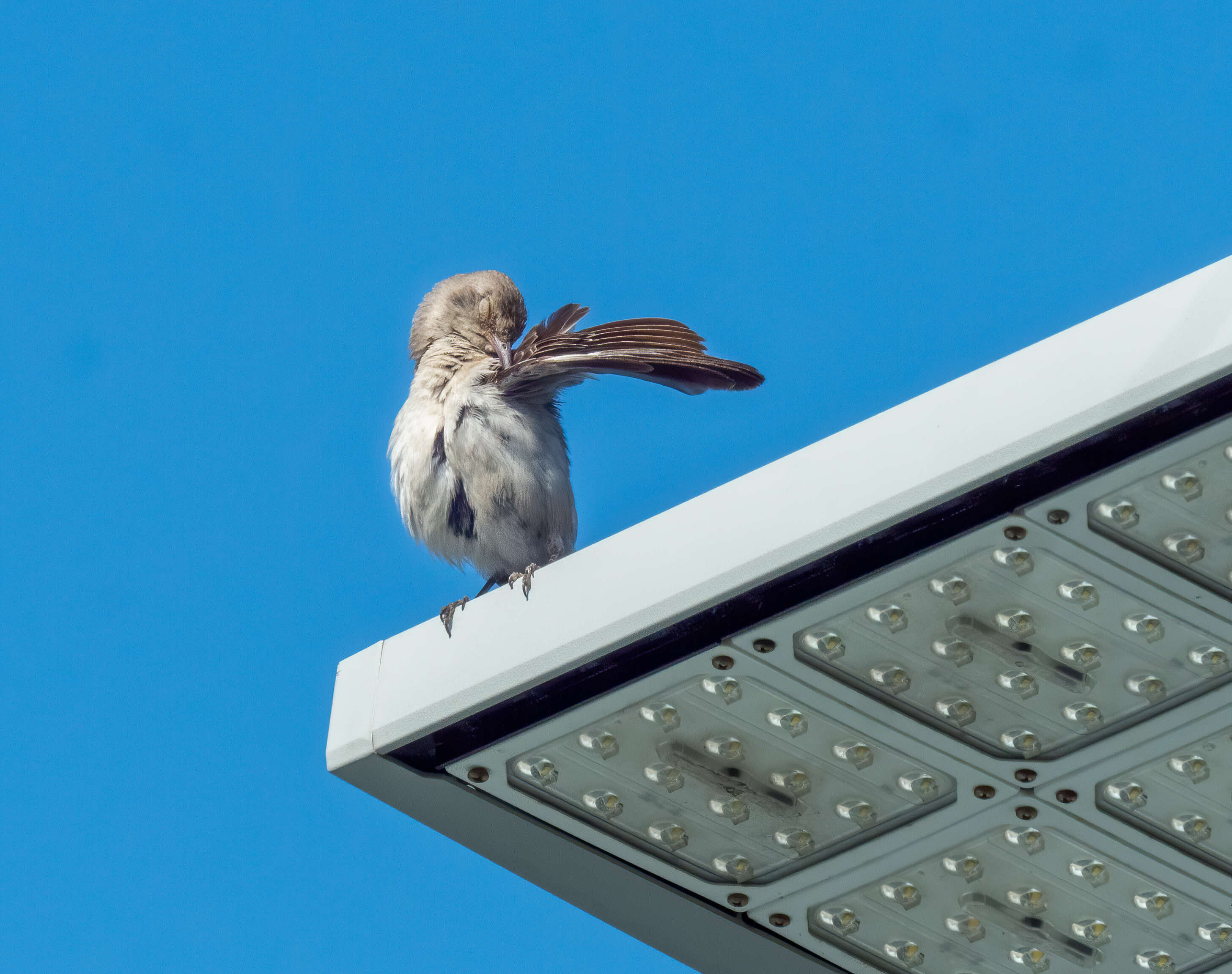 Image of Northern Mockingbird