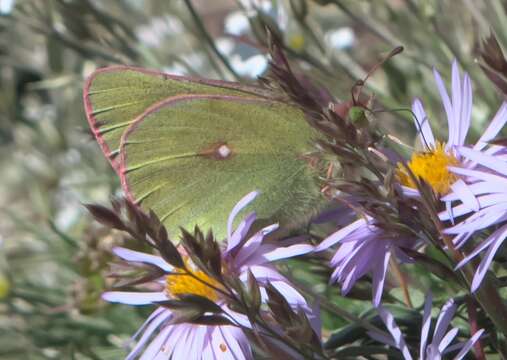 Colias meadii Edwards 1871 resmi