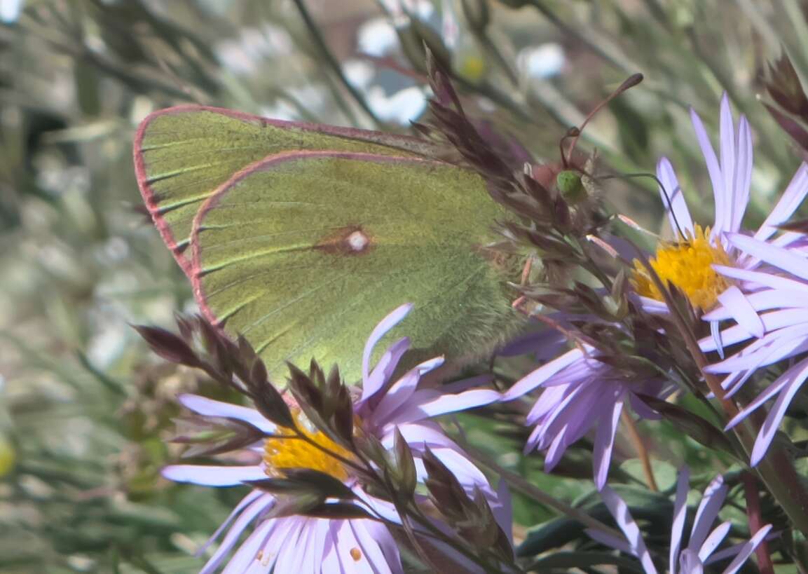 Colias meadii Edwards 1871 resmi