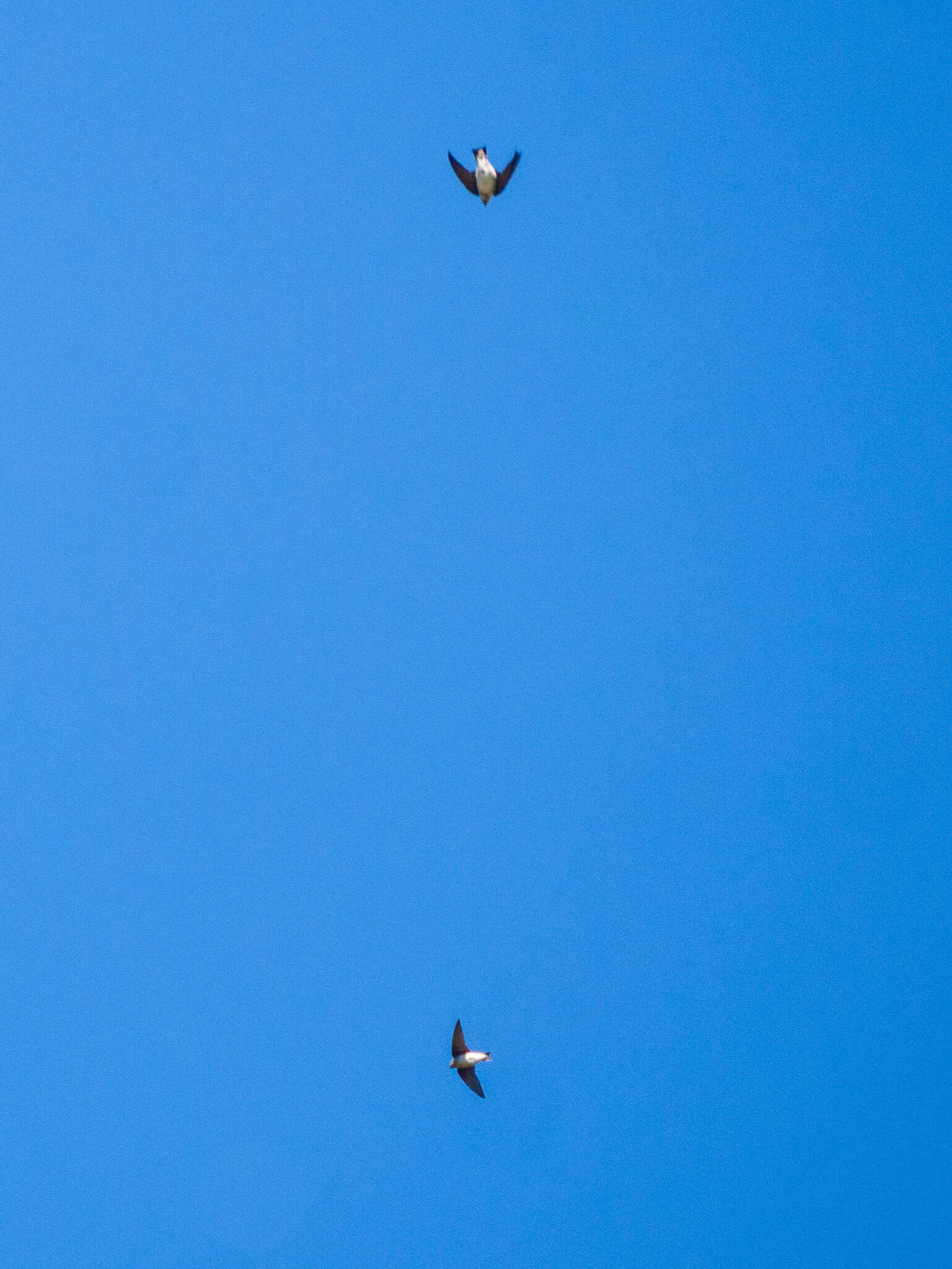 Image of Asian House Martin