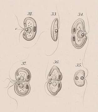 Image of Nephroselmidaceae