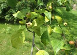 Image of dotted hawthorn