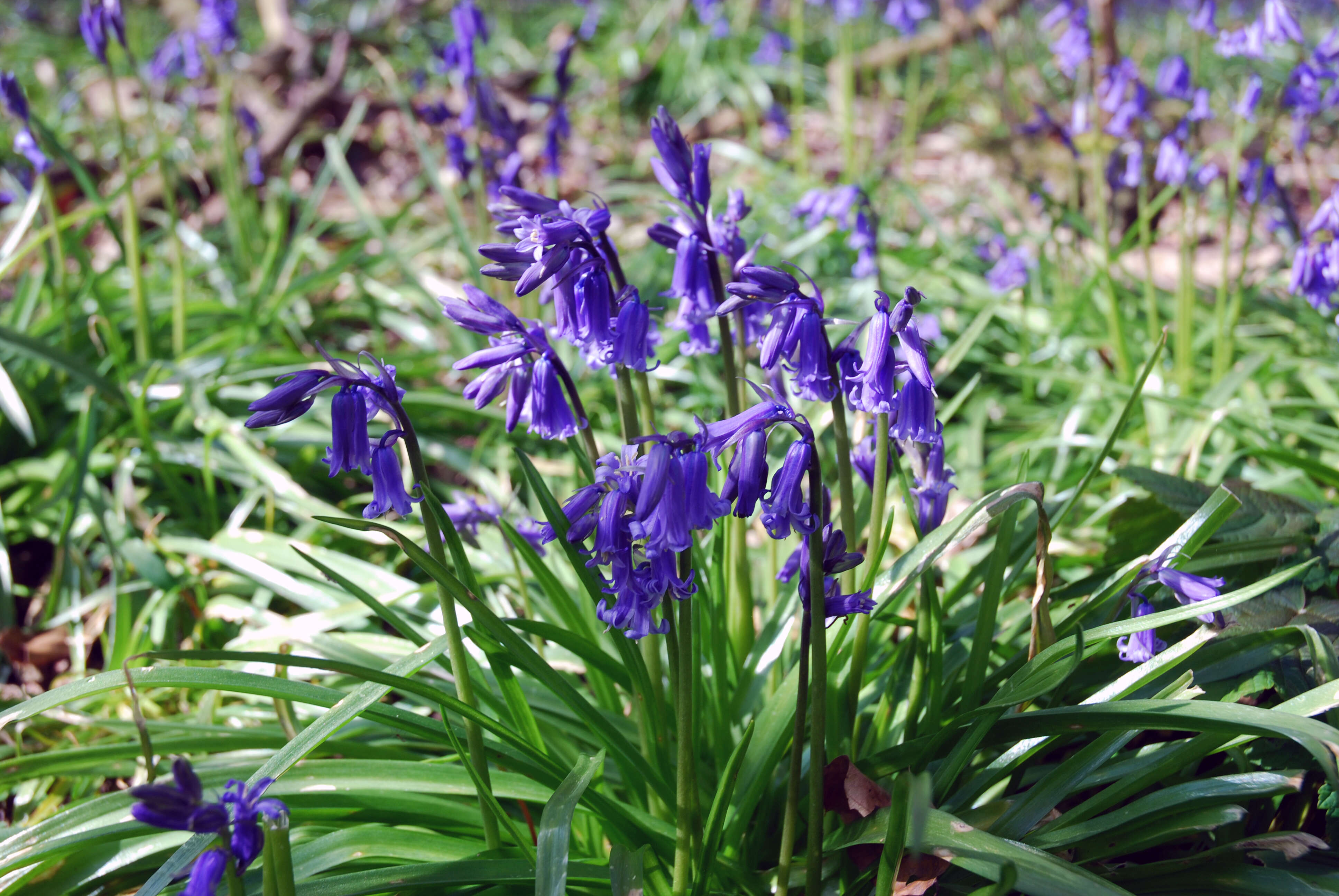 Image of Common Bluebell