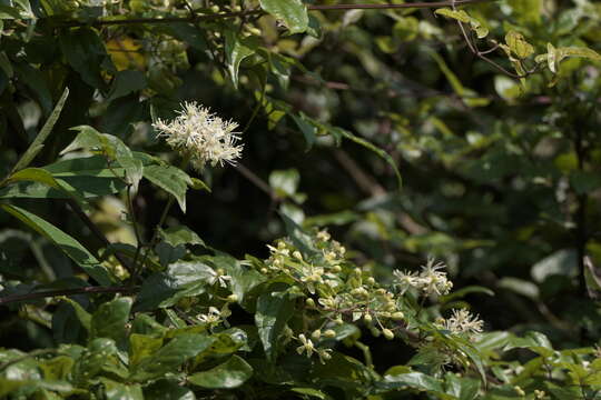 Imagem de Clematis javana DC.