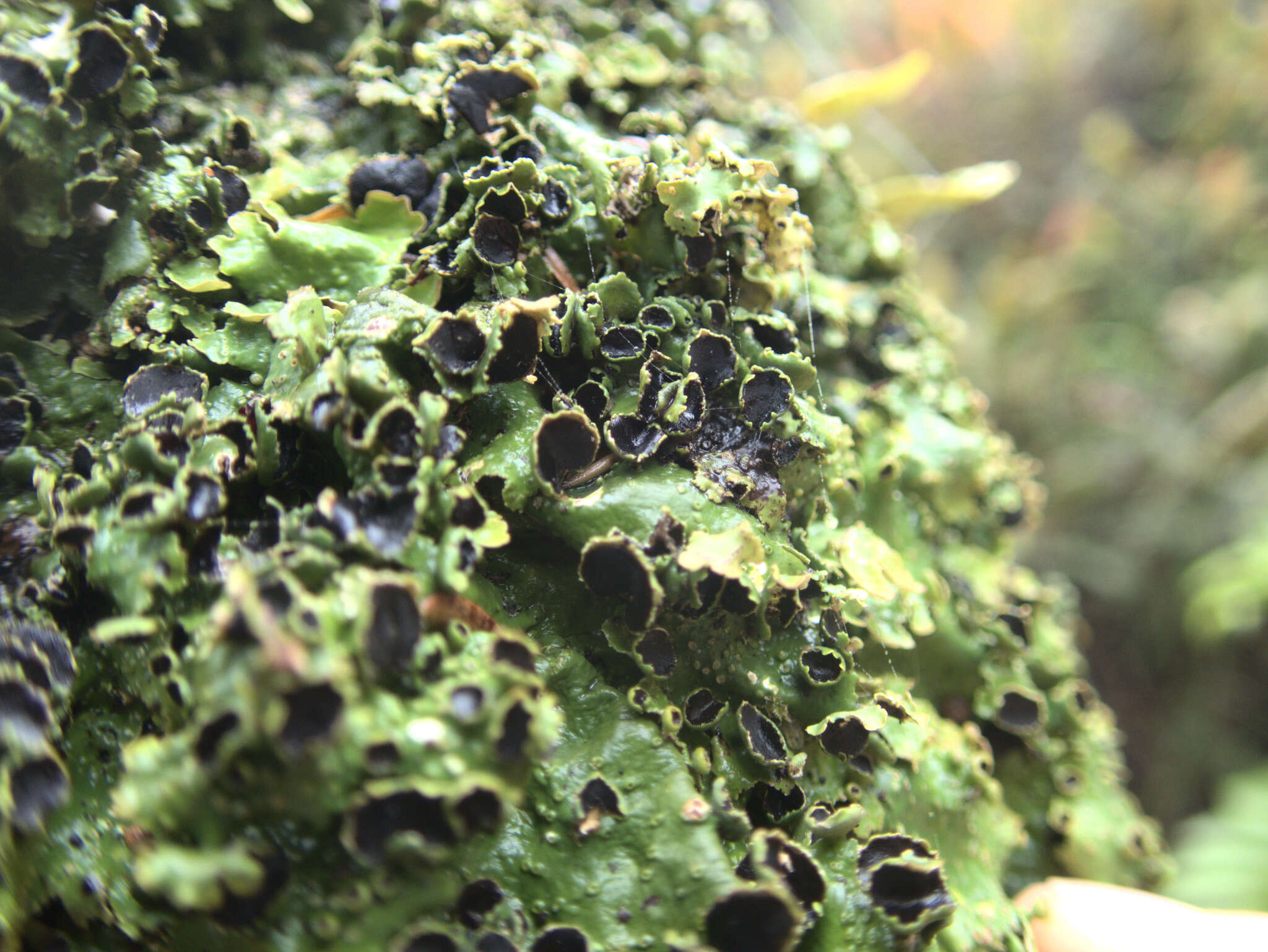 Image of Pseudocyphellaria lichen