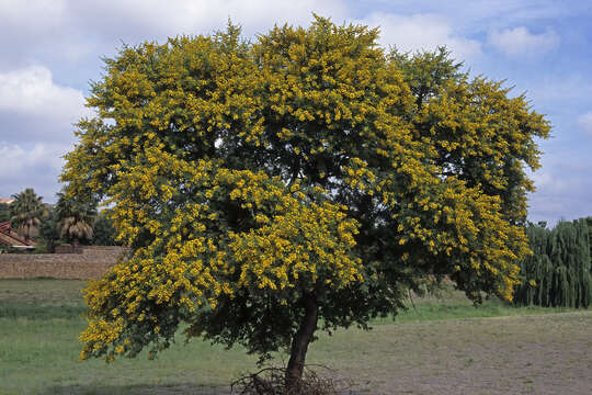 Plancia ëd Vachellia karroo (Hayne) Banfi & Galasso