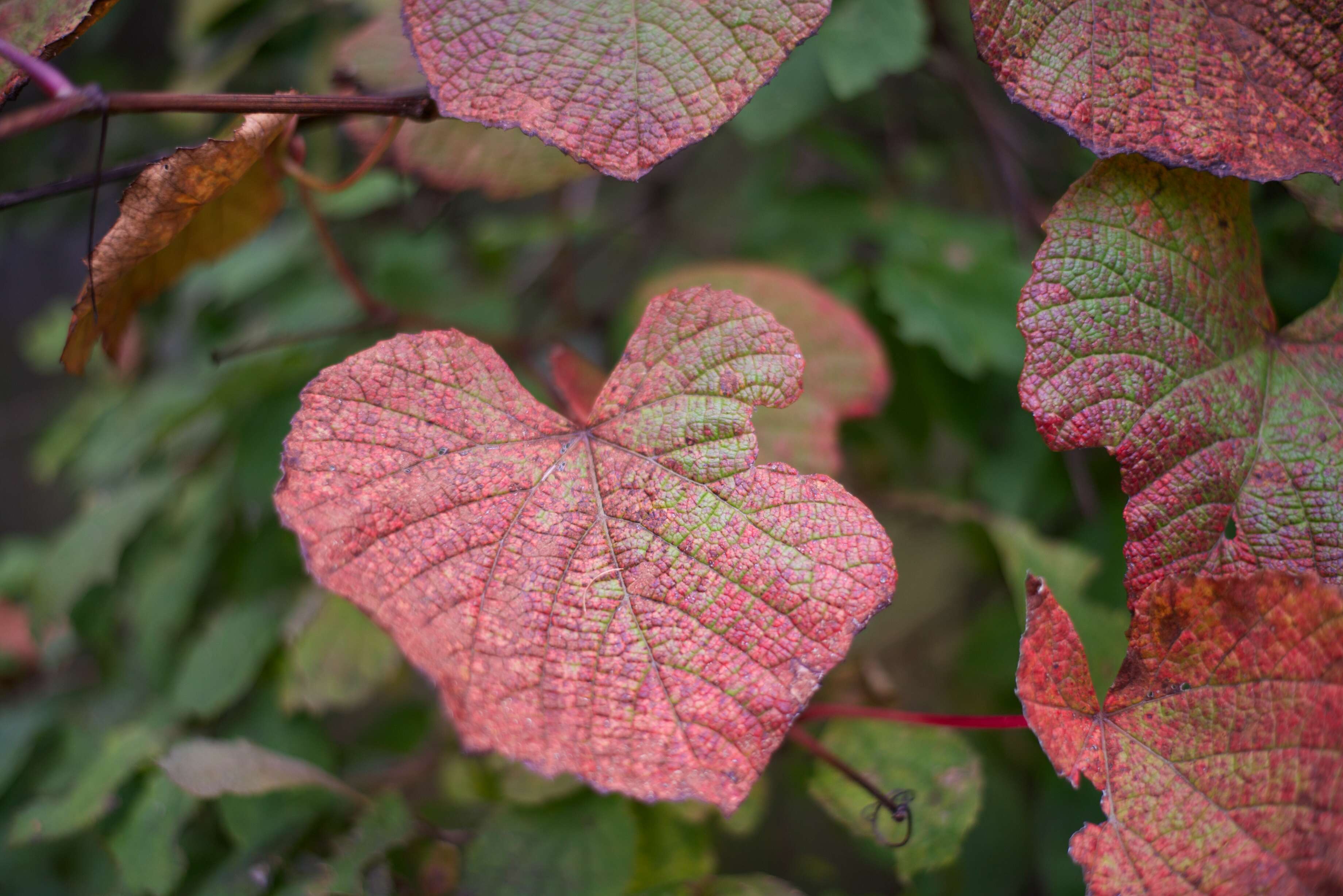 Image of crimson glory vine