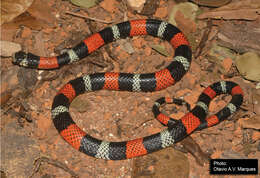 Image of Aesculapian False Coral Snake