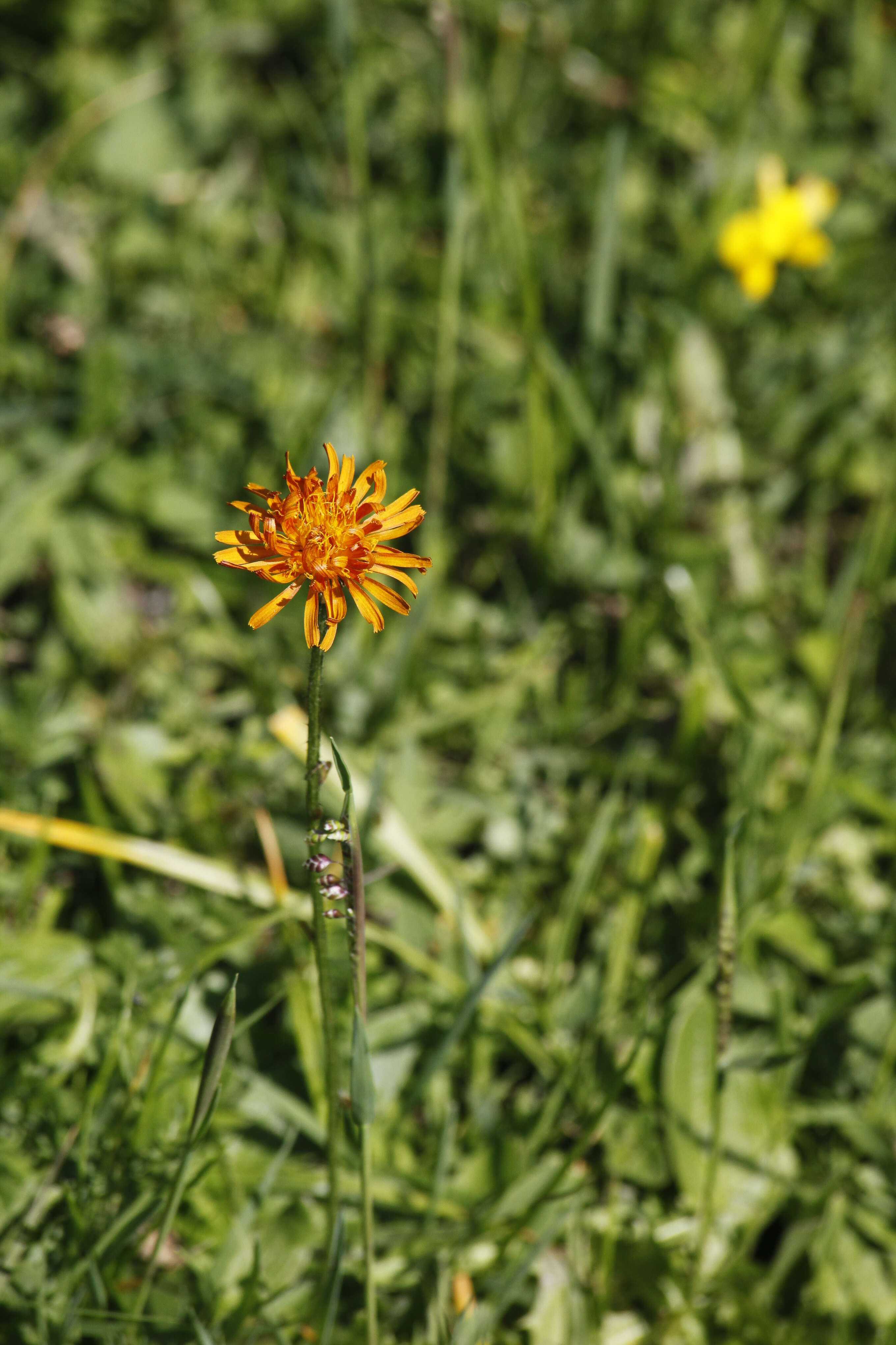 Imagem de Pilosella aurantiaca (L.) Sch. Bip., F. W. Schultz & Sch. Bip.