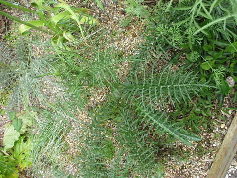 Image of Cynara humilis L.