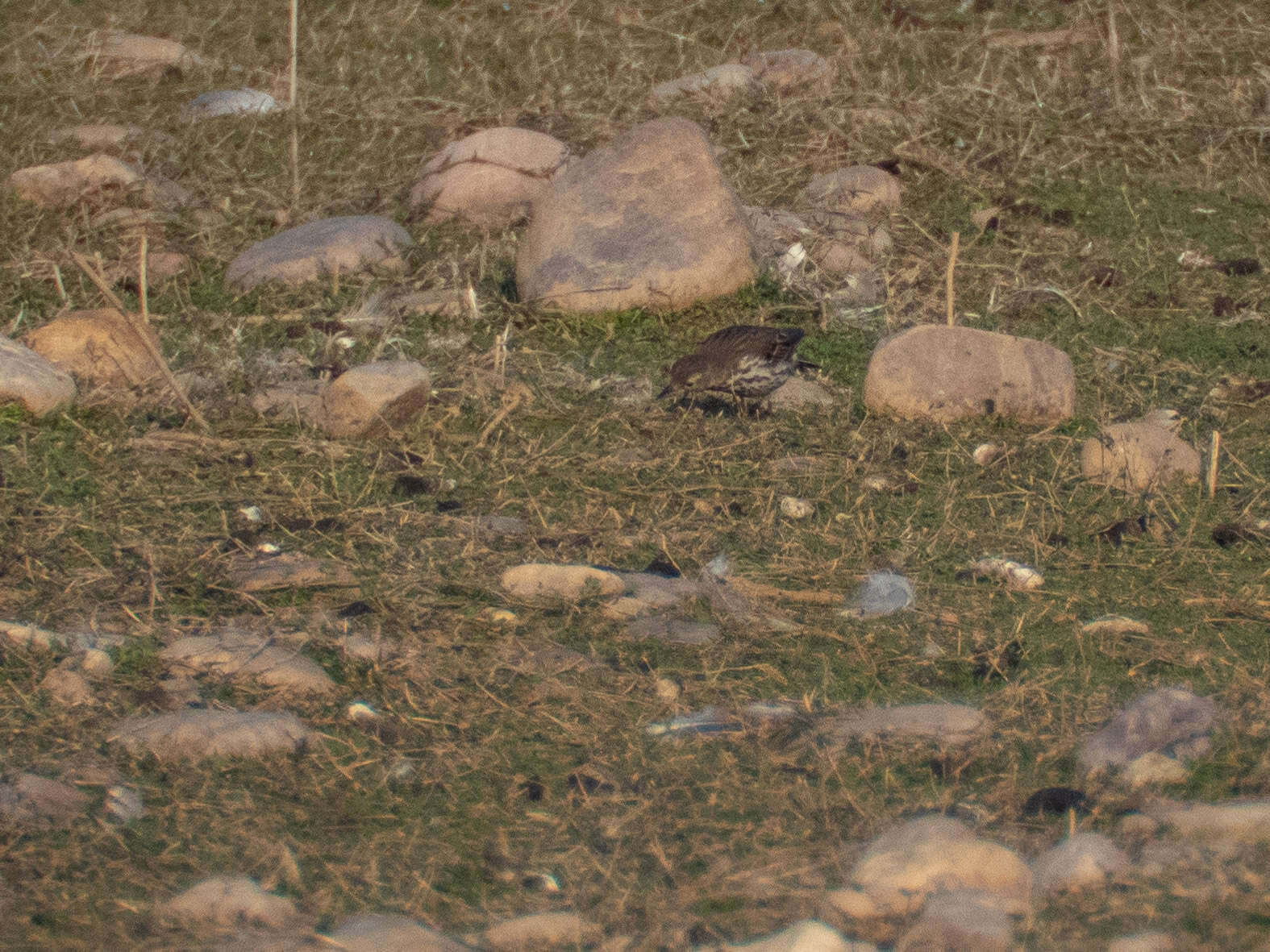 Image of American Pipit