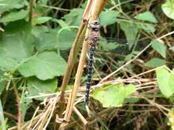 Image of Migrant Hawker