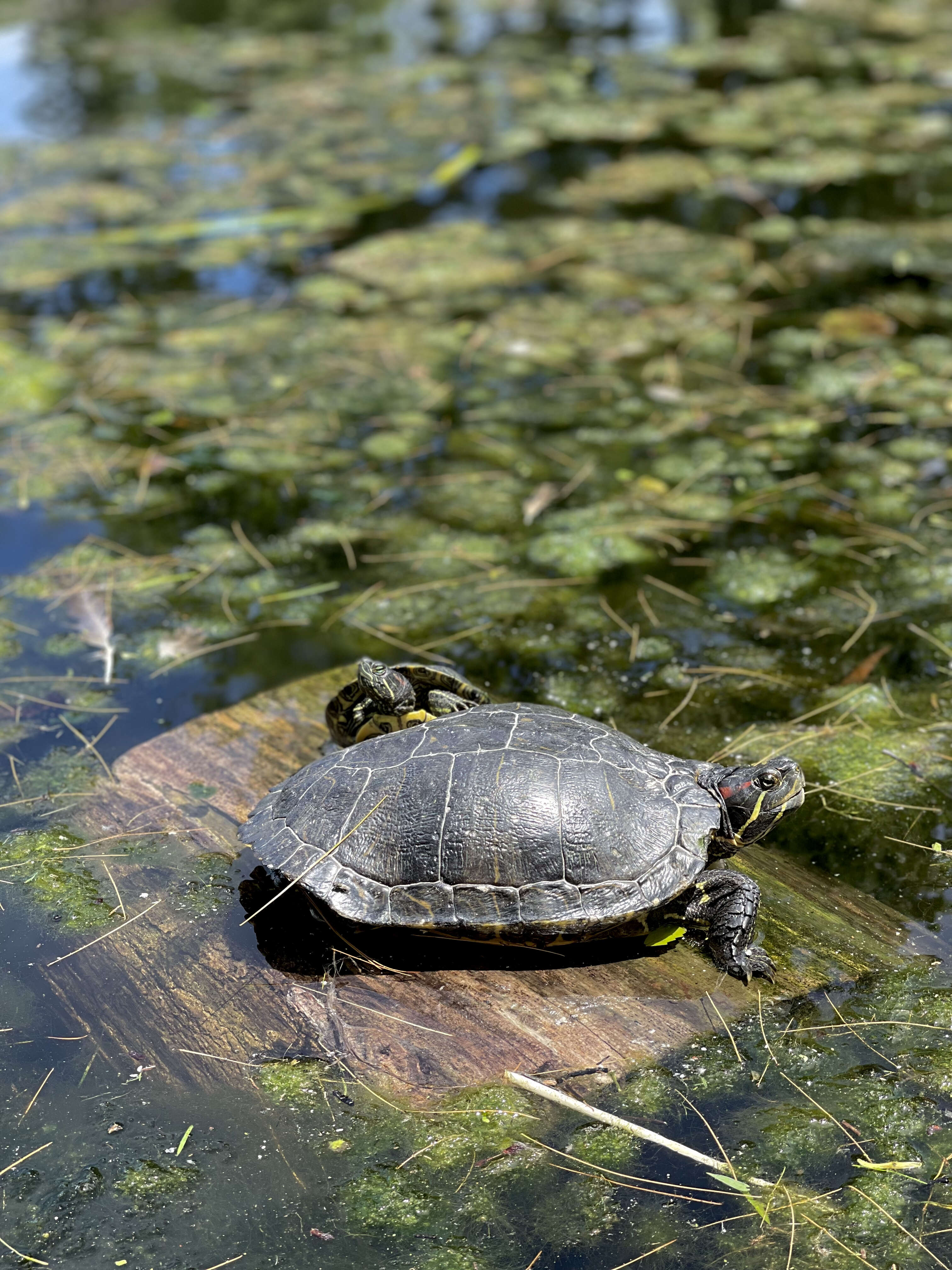 Image of slider turtle, red-eared terrapin, red-eared slider