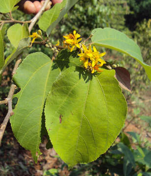 Image of Grewia tiliifolia Vahl