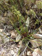 Image of bog-rush