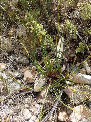 Image of bog-rush