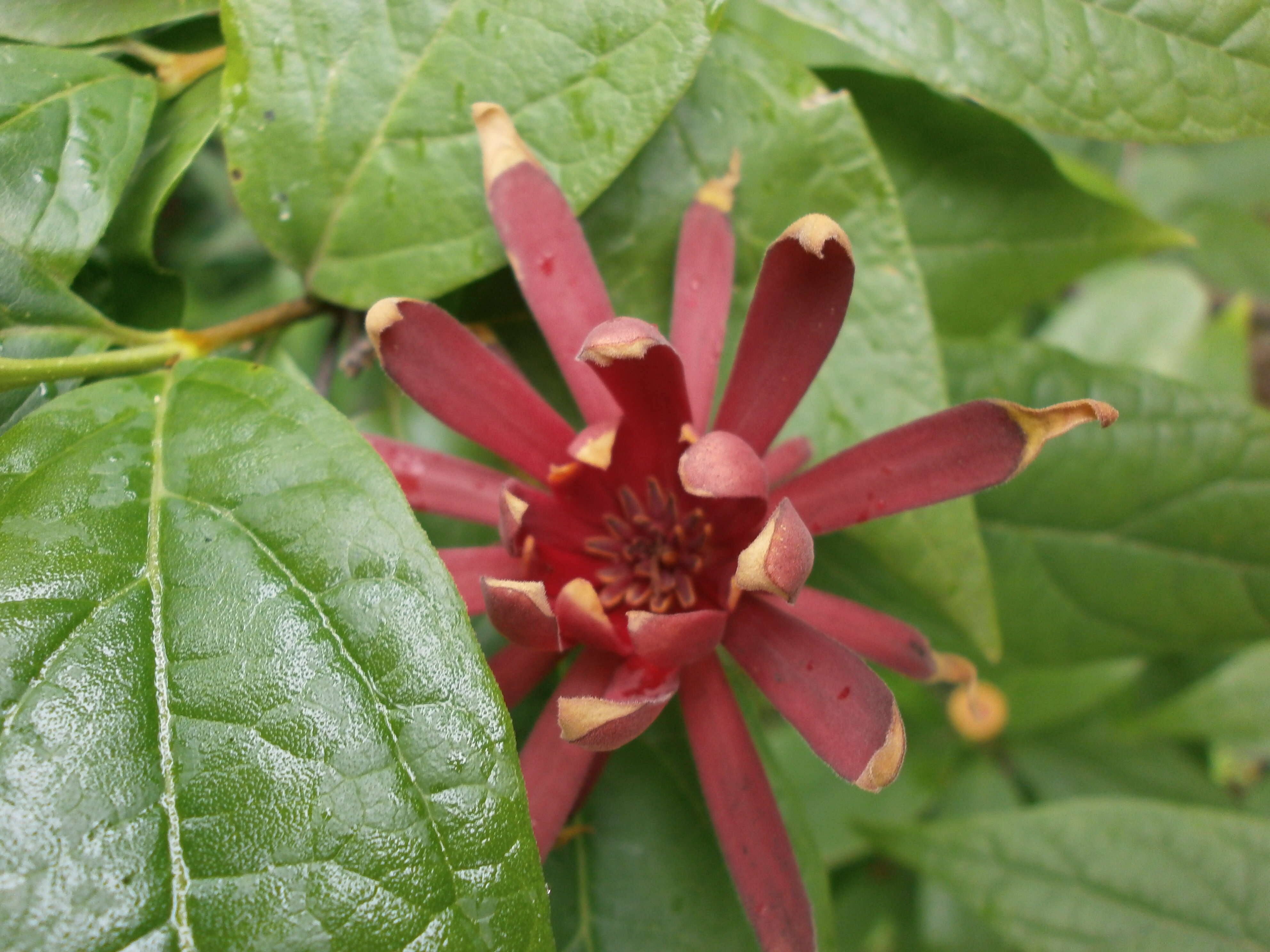 Image de Calycanthus floridus L.