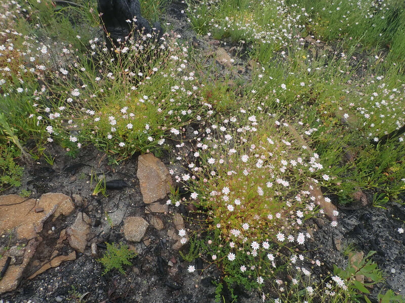 Imagem de Actinotus forsythii Maiden & Betche