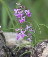 Imagem de Ponerorchis graminifolia Rchb. fil.