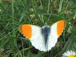 Image of orange tip