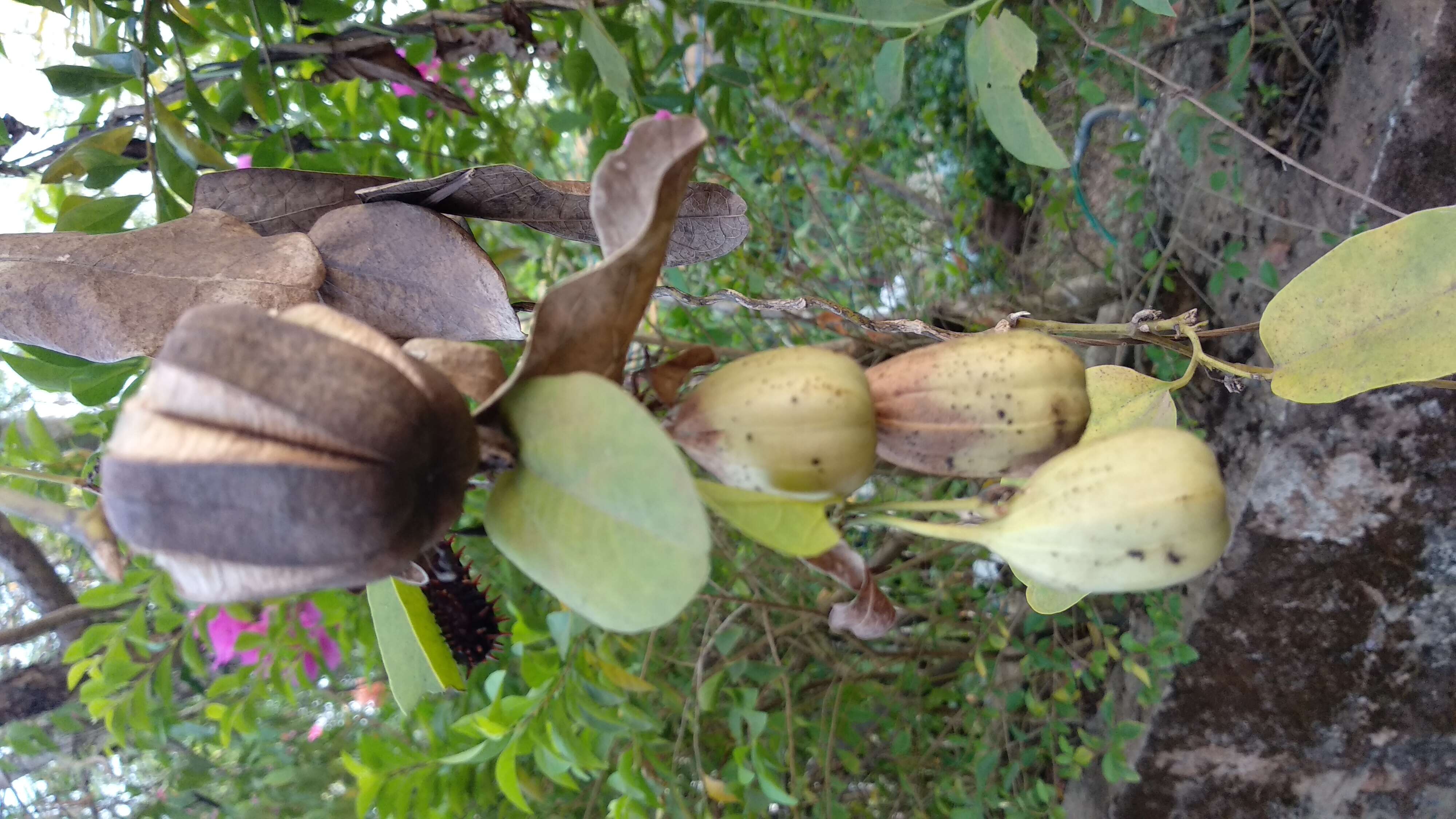 Image de Aristolochia indica L.