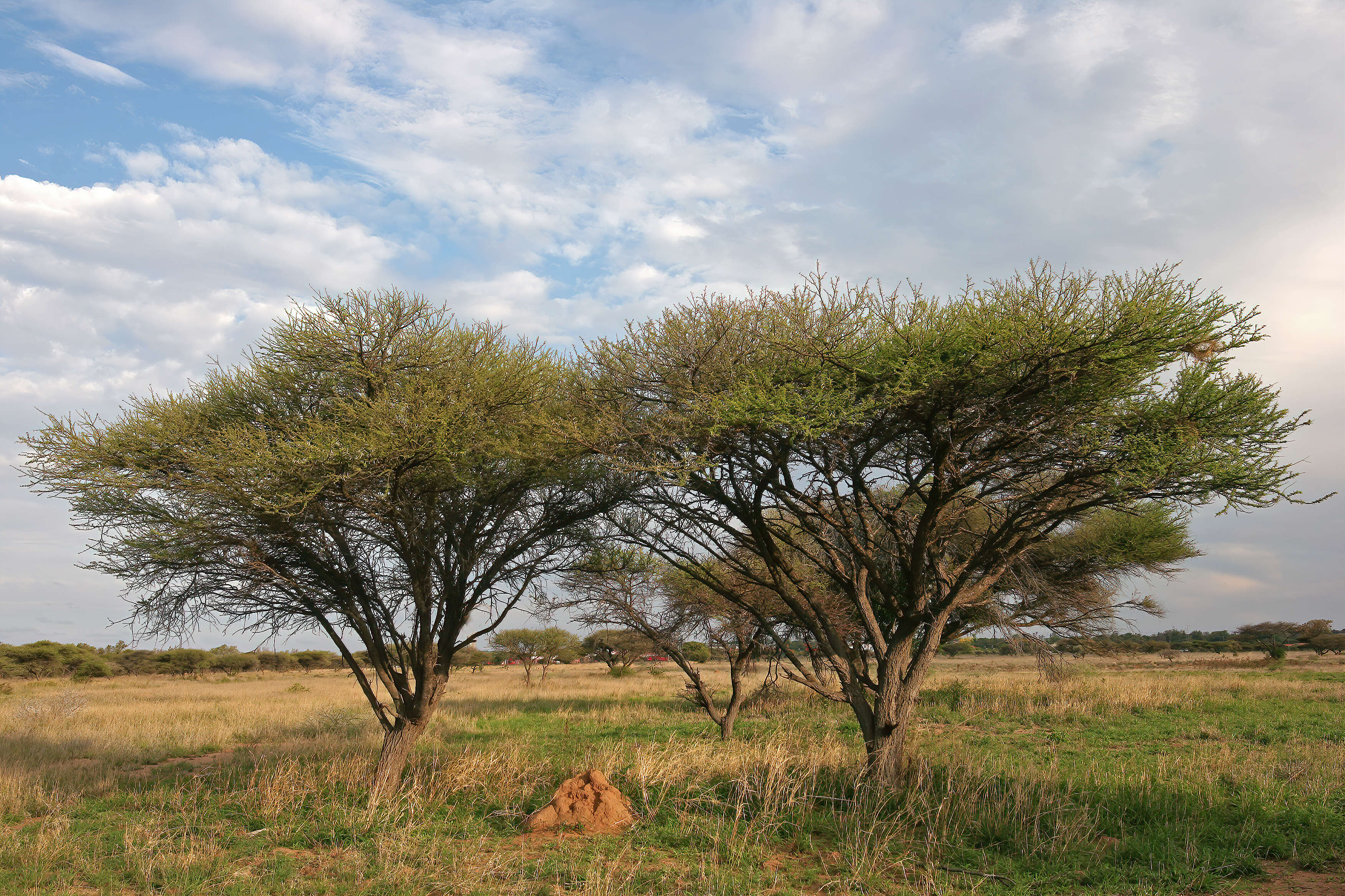 Imagem de Vachellia tortilis (Forssk.) Galasso & Banfi