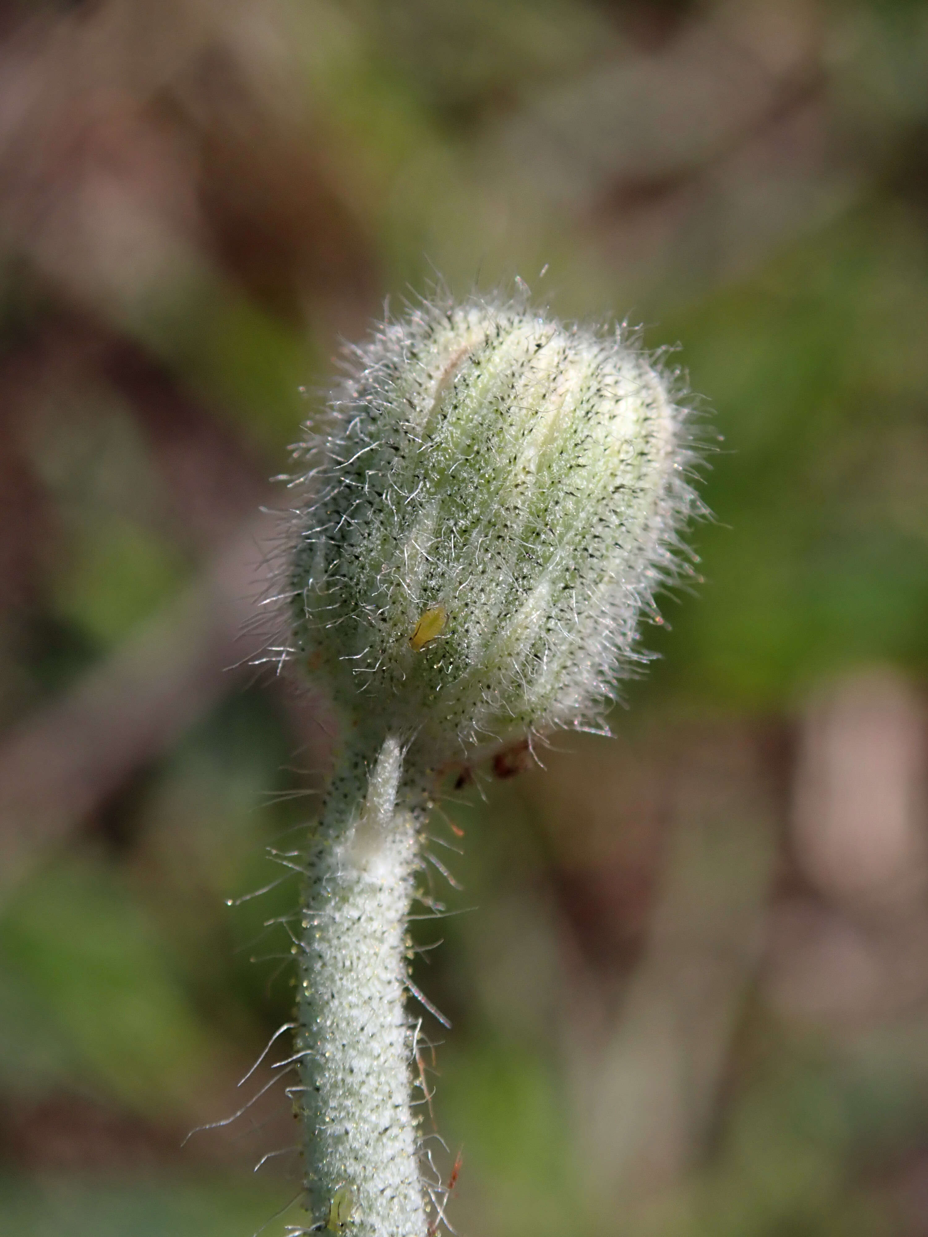 Image of Mouse-ear-hawkweed