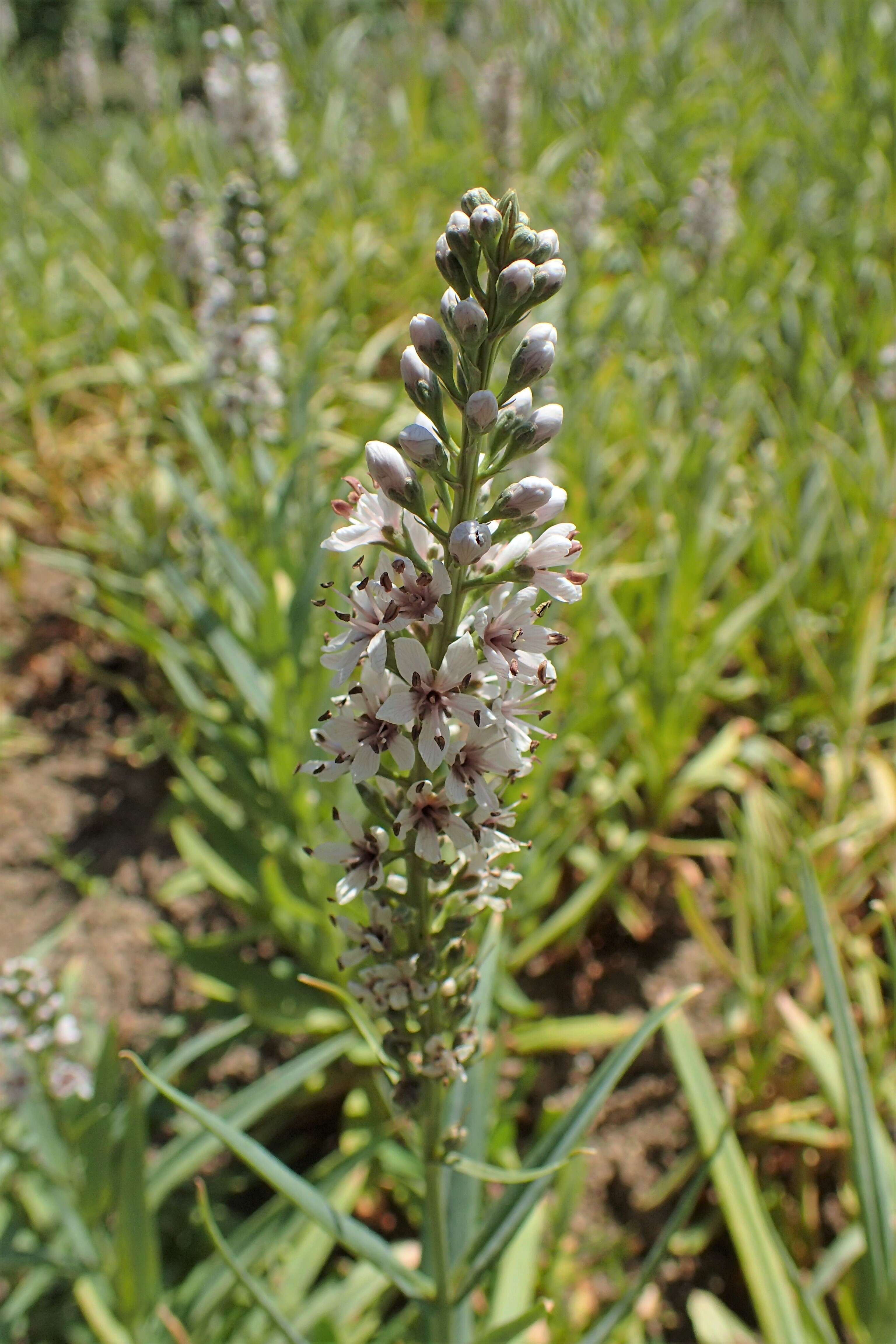 Lysimachia ephemerum L. resmi