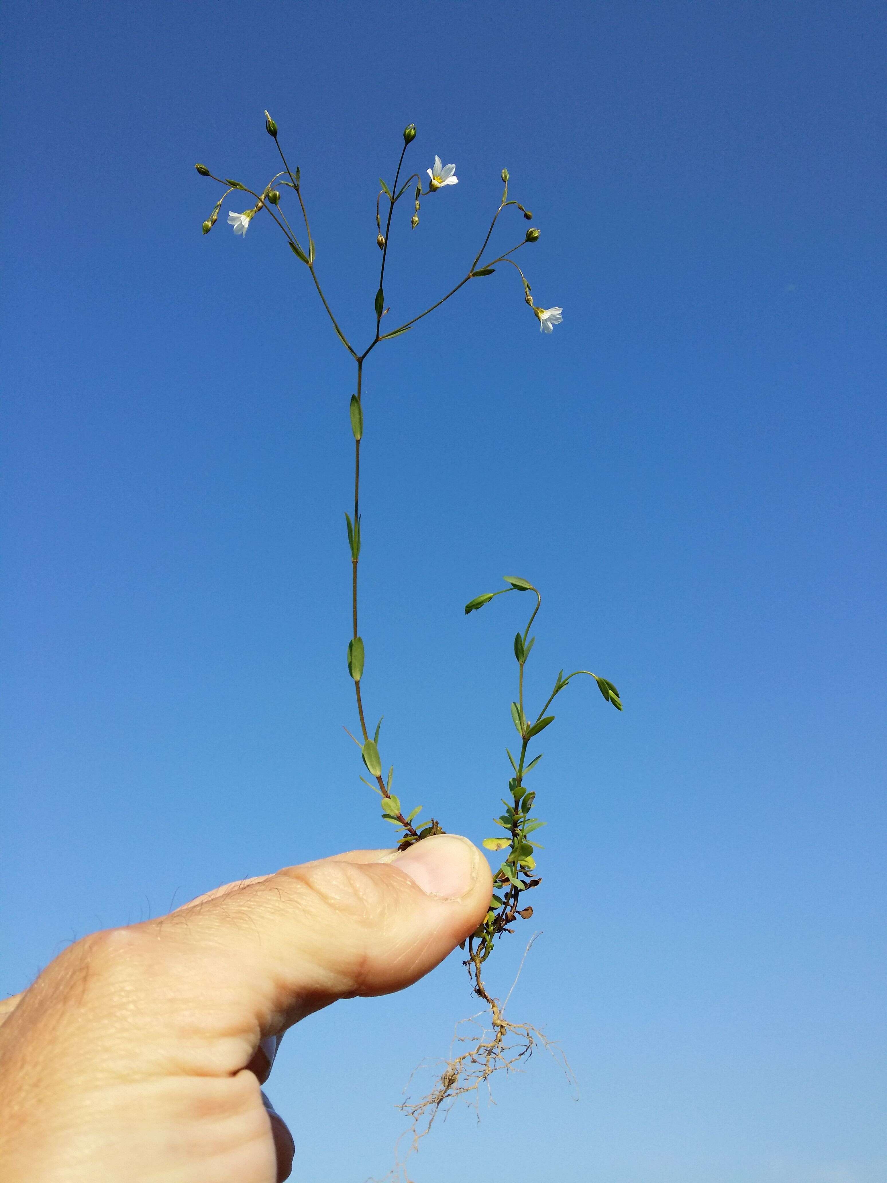 Image of purging flax, fairy flax