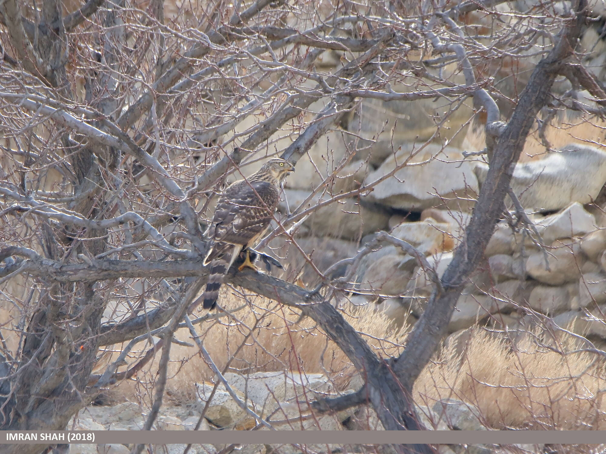 Image of Eurasian Goshawk