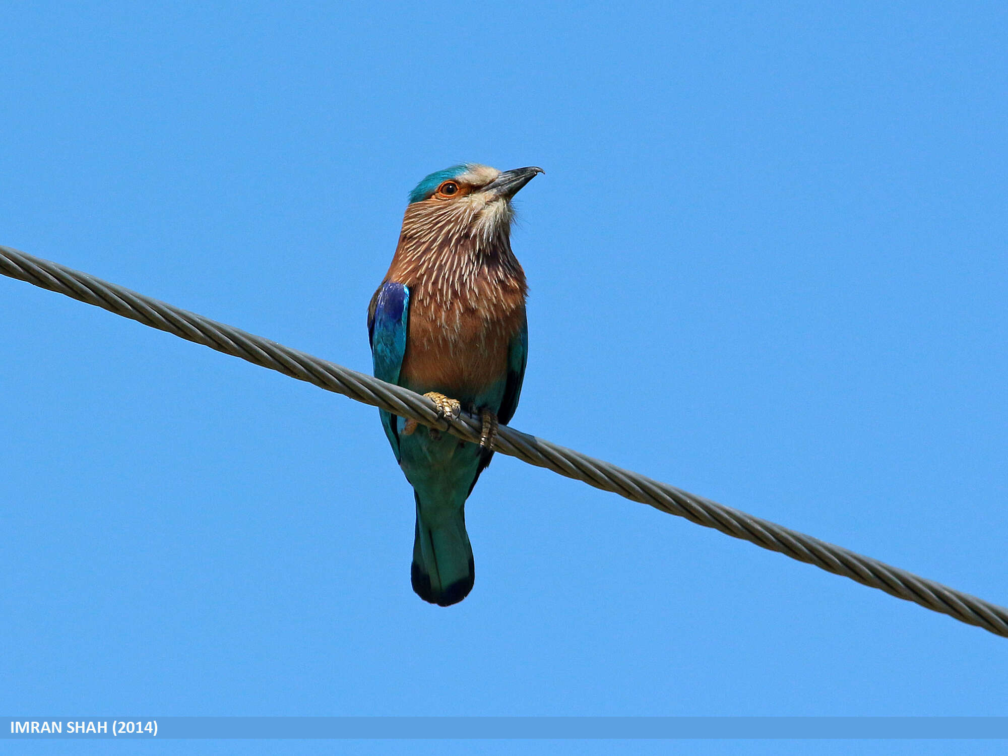 Image of Indian Roller