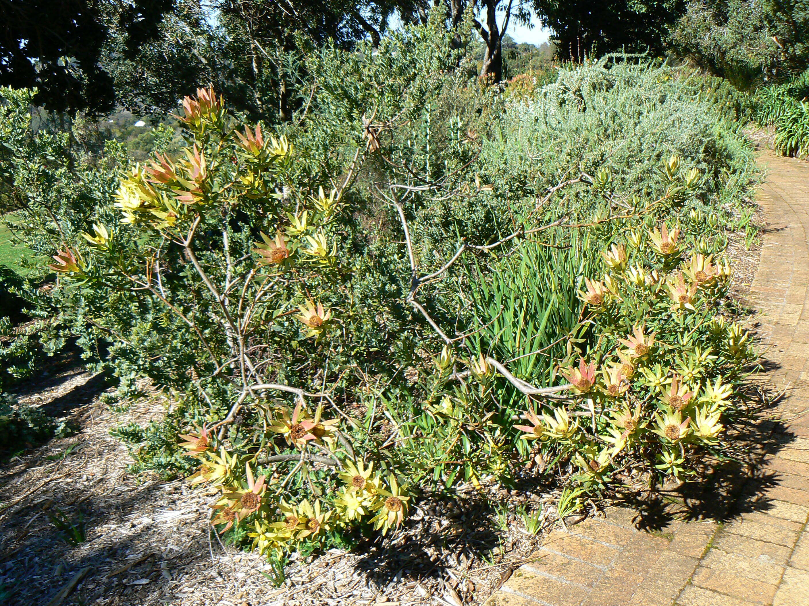 Image de Leucadendron sessile R. Br.