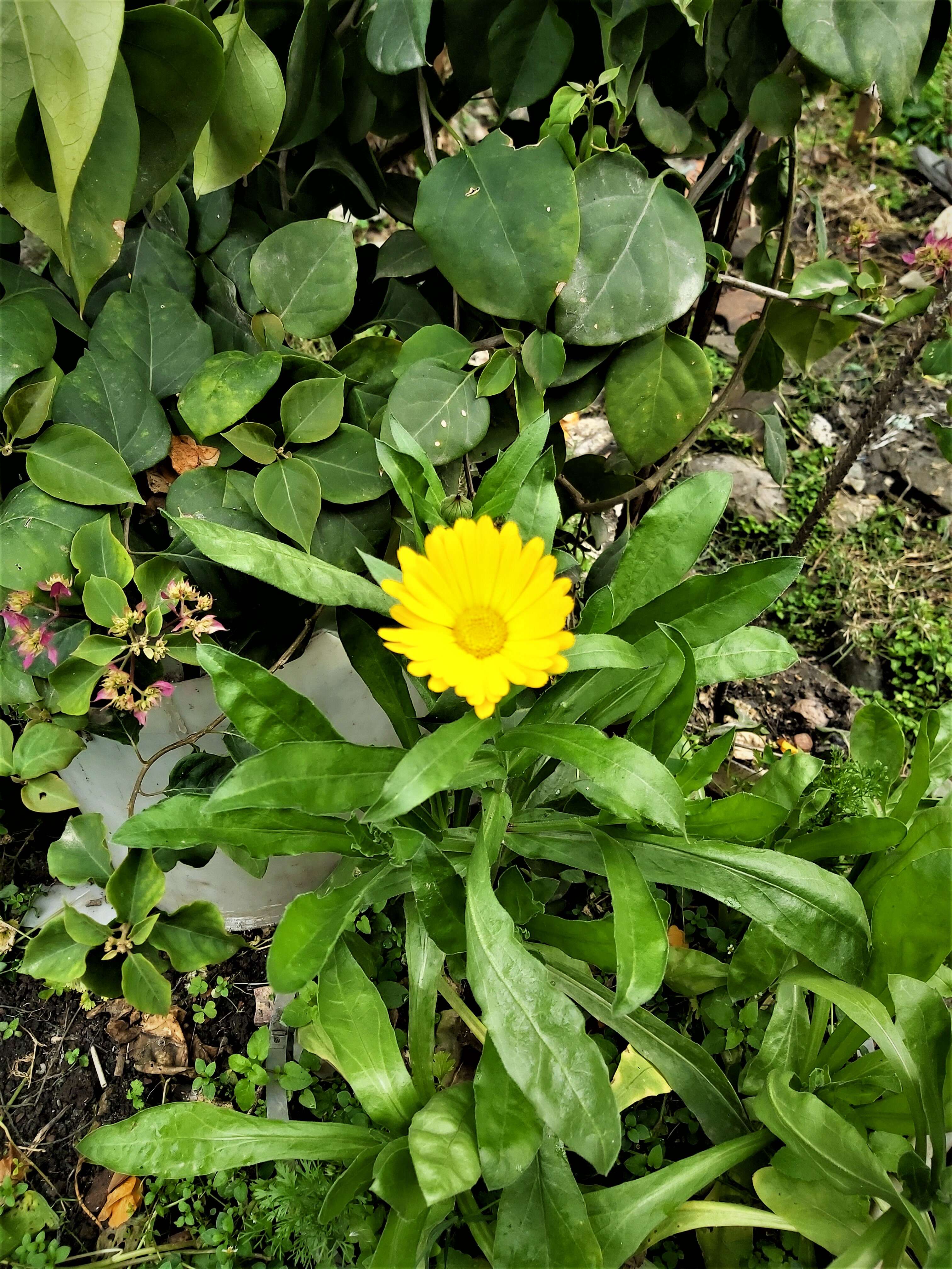 Image of field marigold