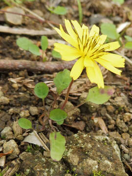 Image of creeping lettuce