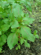 Image of elegant clarkia