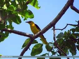 Image of Indian Golden Oriole