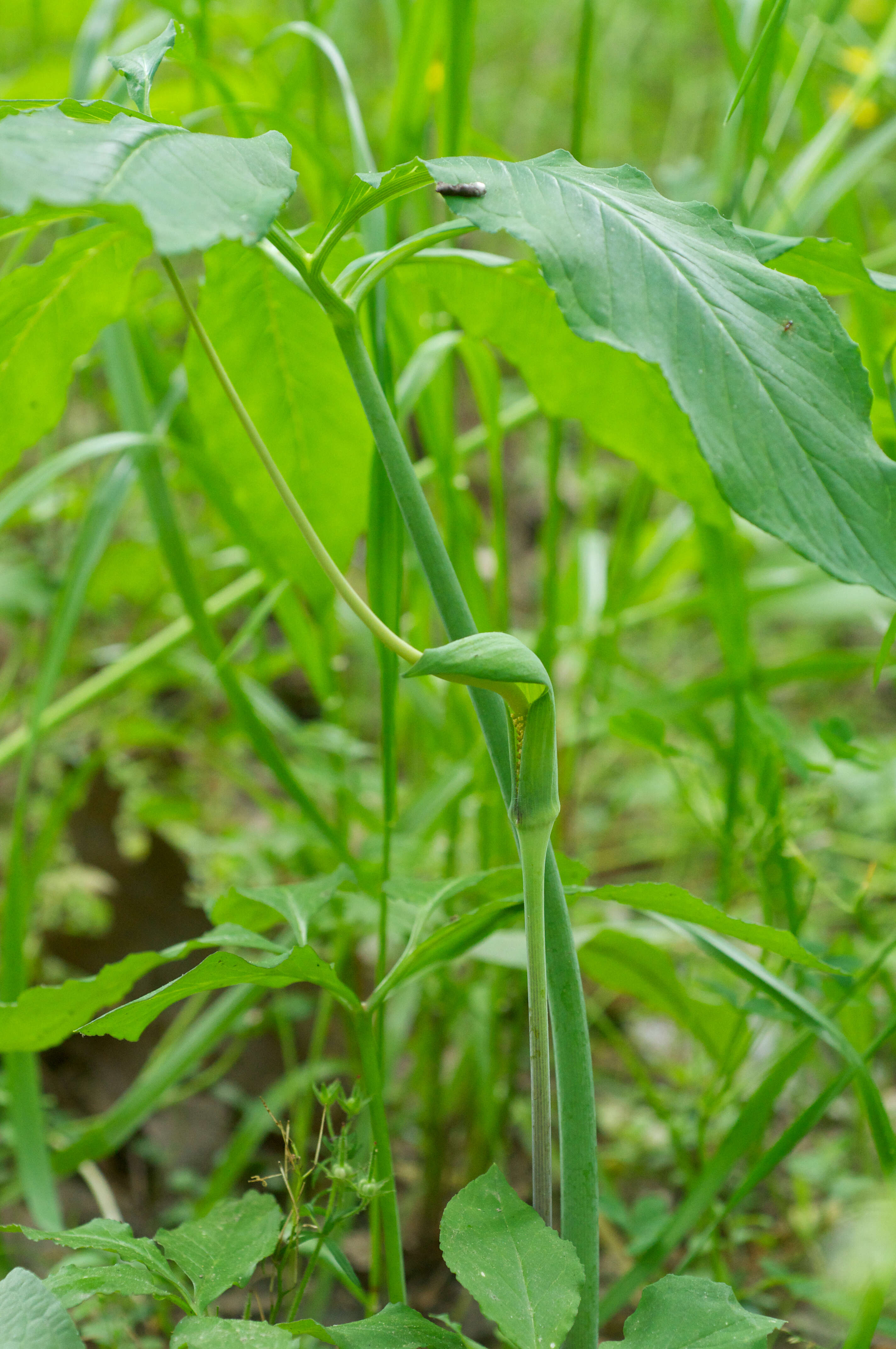 Image of green dragon