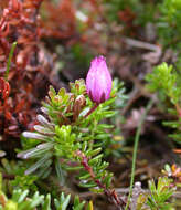 Image of blue mountainheath