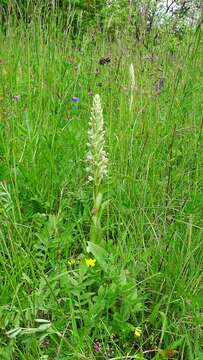 Himantoglossum hircinum (L.) Spreng. resmi