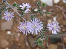 Imagem de Drosanthemum