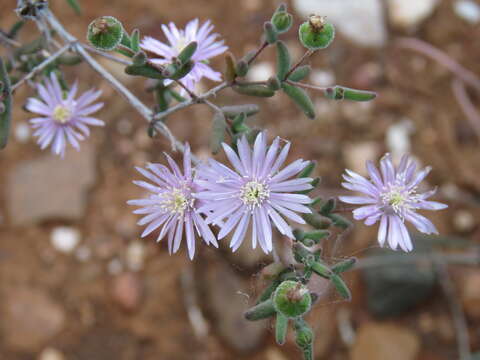 Imagem de Drosanthemum