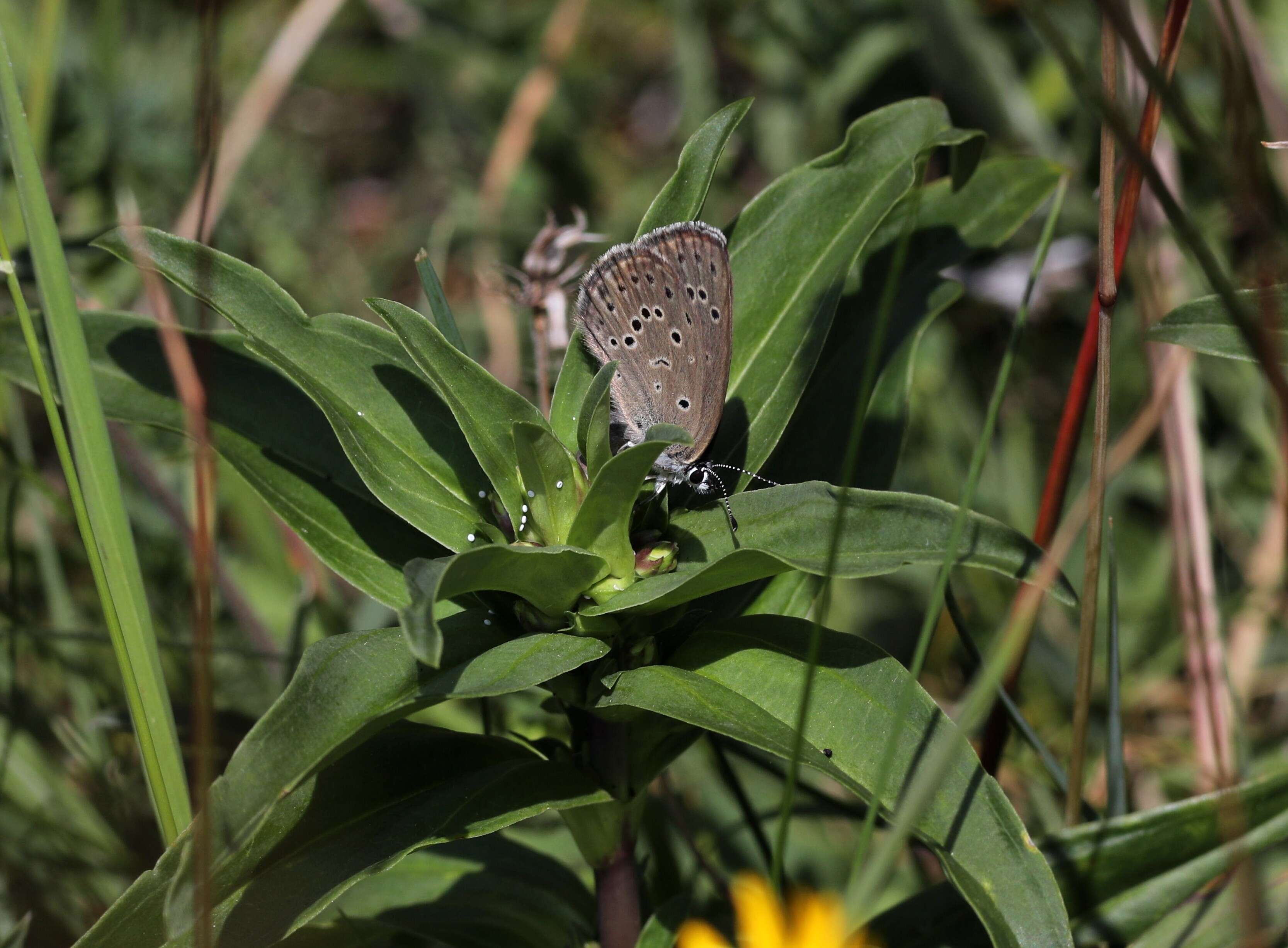 Image of Cross gentian