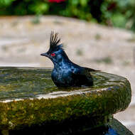 Image of Phainopepla Baird & SF 1858