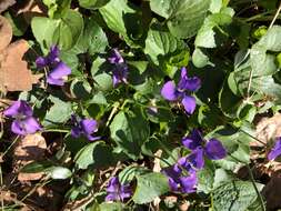 Image of common blue violet