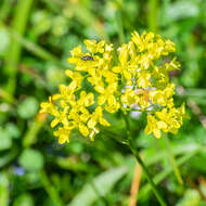 Image of Buckler Mustard